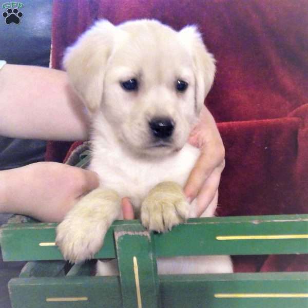 Victoria, Golden Labrador Puppy